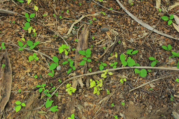 grass and soil, soil background with grass and organic trash