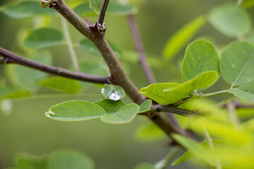 Cherohala Skyway Hikes