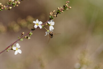 syrphid sucking honey.
a syrphid sitting on a spring flower. bee on a flower
