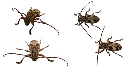 Longhorned Beetles Cerambycidae  Longhorned Beetles on a white background