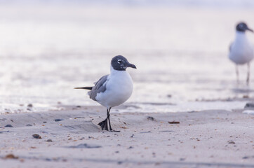 Seagulls standing in the sand on the beach