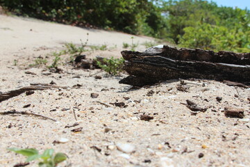 tree log stumb in the sand