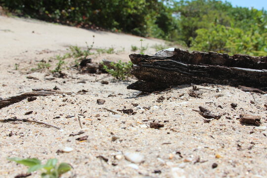 tree log stumb in the sand
