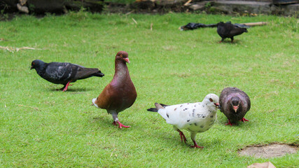 pigeons looking for food in the grass