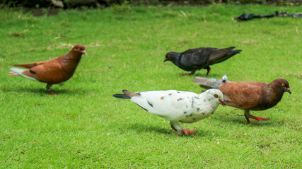 pigeons looking for food in the grass
