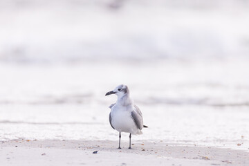 Seagull standing in the sand on the beach