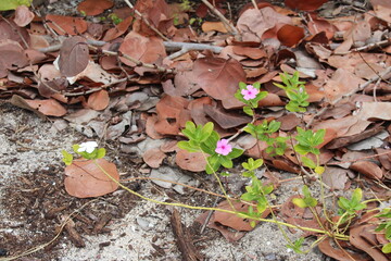 Purple pinkish flowers during spring