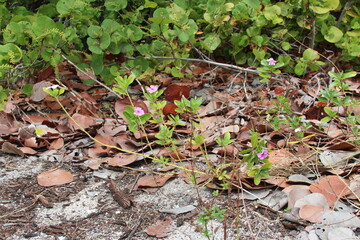 Purple pinkish flowers during spring
