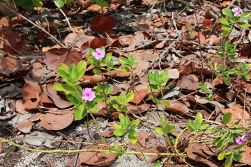Purple pinkish flowers during spring