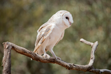 the barn owl has a white body and chest with tan and brown markings on its back