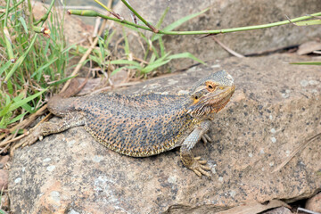 the beardded dragon is climbing up a rocky hill
