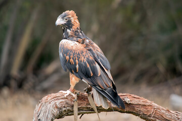 the black breasted buzzard is a large bird and is sometimes mistaken for an eagle