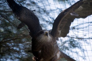 the black kite is about to fly