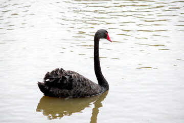 the black swan has black feather with a red beak and white stripe and red eyes