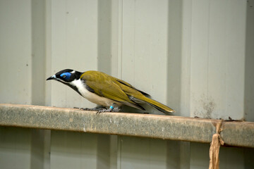 the blue faced honeyeater is on the side of a cage