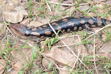 the blue tongue lizard is black and tan