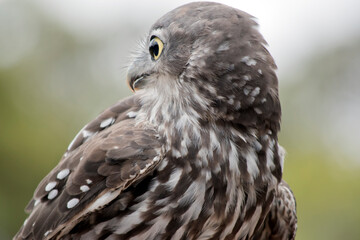 the barking owl can turn his head 180 degrees