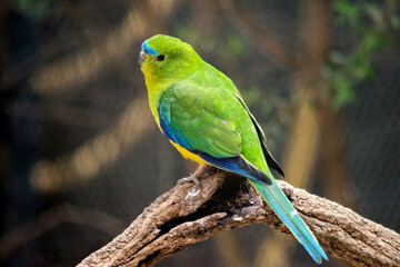 the blue winged parrot is perched on a branch