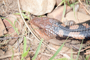 the blue tongue lizard is black and tan