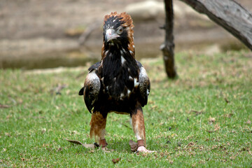 the black breasted buzzard is a large bird and is sometimes is mistaken for an eagle