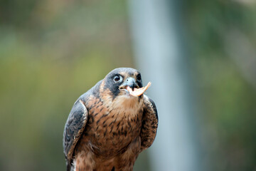 the brown falcon is eating a chick