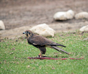 this is a side view of a brown falcon catching a lore
