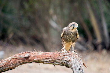 the brown falcon is perched on a tree branch