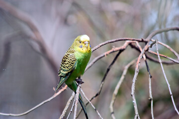 the budgie is yellow and green bird