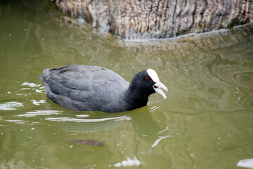 the Eurasian coot is swimming in the lake
