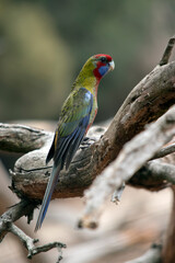 this is a female crimson rosella