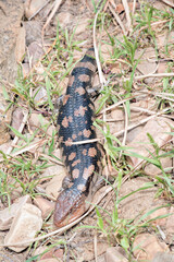 the blue tongue lizard is black and tan