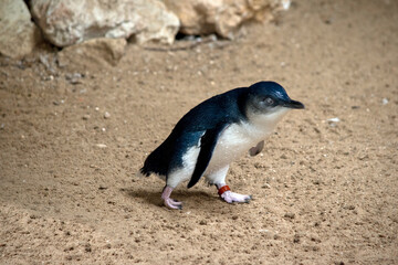 the fairy penguin can not fly, it swims in the ocean to get food
