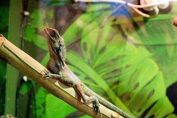 this is a side view of a frilled neck lizard