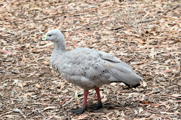 this is a side view of a cape barren goose