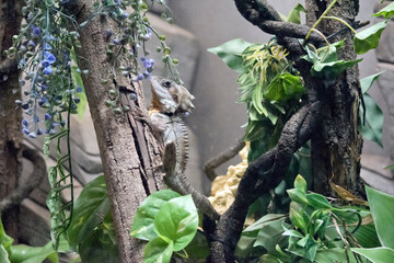 the Boyd's forest dragon is climbing a tree