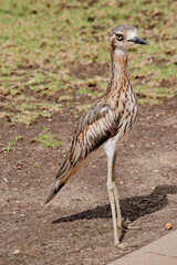 The Bush Stone curlew, or Bush Thick-knee, is a large, slim, mainly nocturnal, ground-dwelling bird.