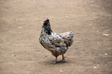 the chicken is walking in a large fenced off area