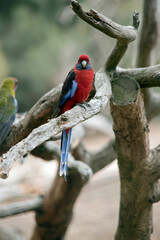 this is a male crimson rosella