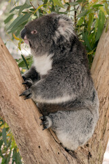 this is a side view of a koala