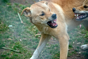 the two dingos are fighting to see which is the alpha dog