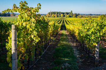 Rows of grapes in vineyard in Oregon Willamette Valley.