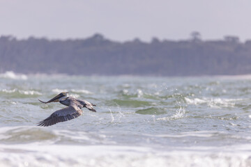 Pelican flying over the ocean