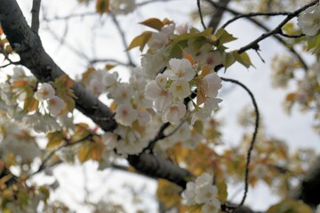 白い葉桜