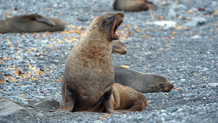 Fototapeta premium Antarctic fur seal (Arctocephalus gazella) with its mouth open on Half Moon Island, Antarctica