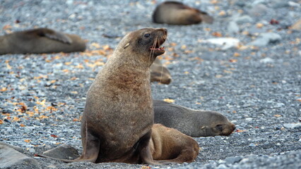 Antarctic fur seal (Arctocephalus gazella) with its mouth open on Half Moon Island, Antarctica