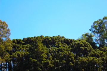 Fototapeta na wymiar Alto das araucárias abaixo do céu azul, copa das árvores junto ao céu azul, azul e verde na natureza