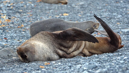 Antarctic fur seal (Arctocephalus gazella) lying down with a flipper out on Half Moon Island, Antarctica