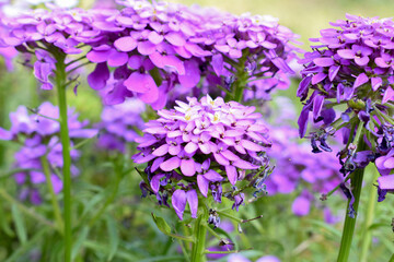 Fototapeta premium close up photo purple flowers with selective blur
