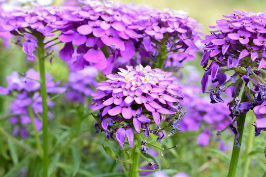 close up photo purple flowers with selective blur