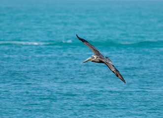 Naklejka premium A brown pelican with its wings spread flies over the ocean 